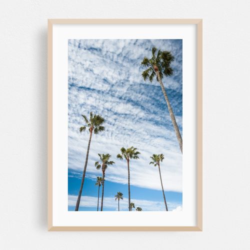 Palm Trees in Newport Beach