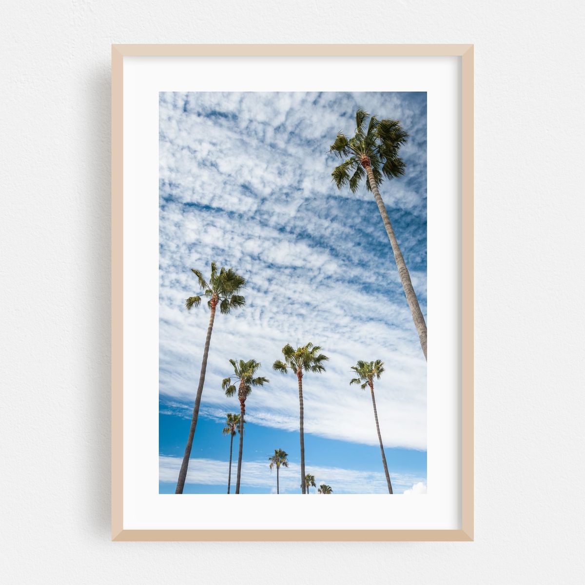 Palm Trees in Newport Beach – image 1 of 16