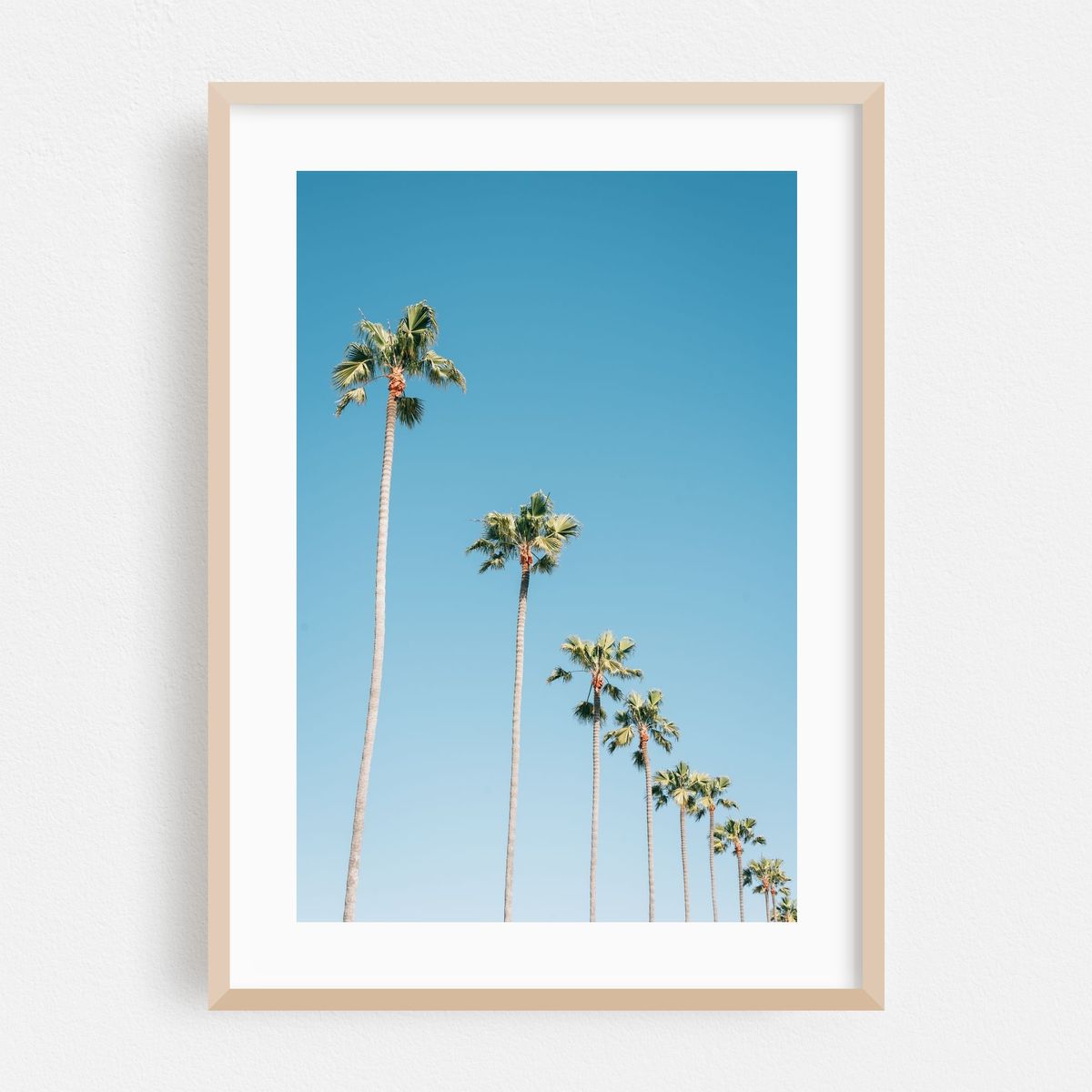Diagonal Palms – image 1 of 16