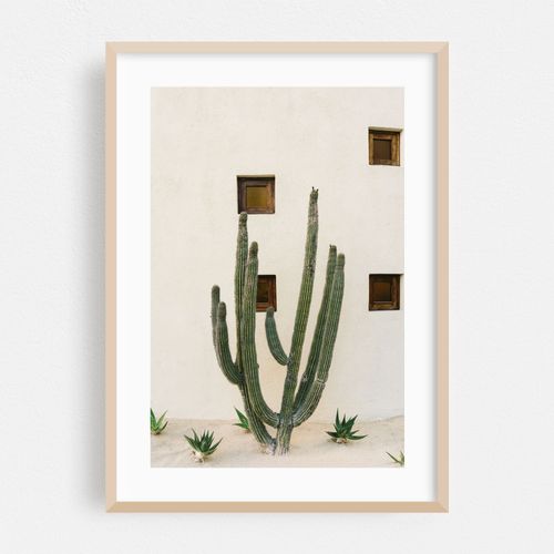 Cabo Cactus IX