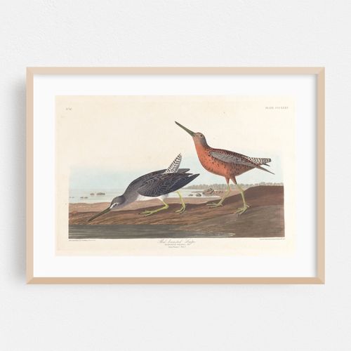 Red-breasted snipe (1827–1838)