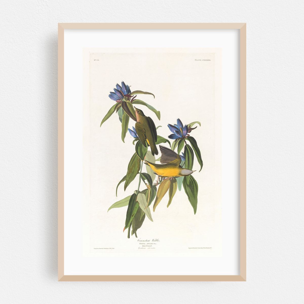 Connecticut warbler (1827–1838) – image 1 of 16
