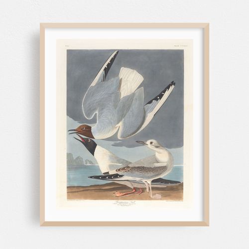 Bonapartian gull (1827–1838)