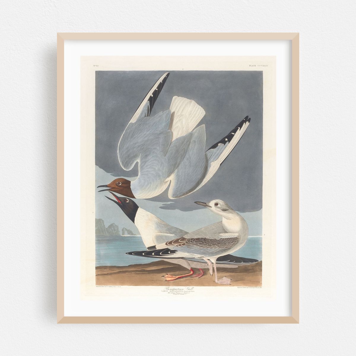Bonapartian gull (1827–1838) – image 1 of 12