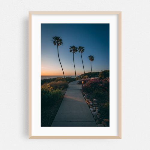 La Jolla Palms 03