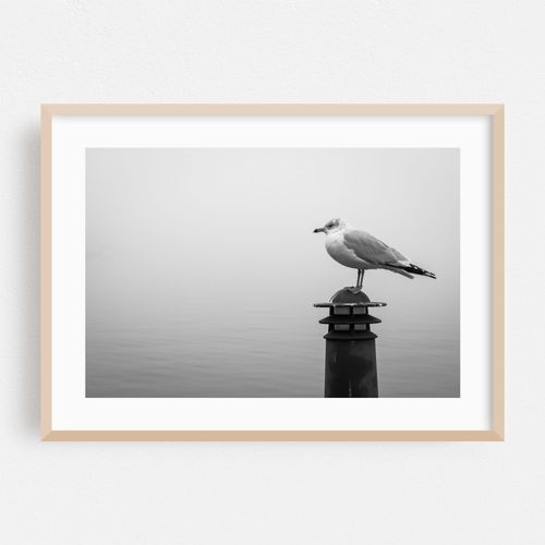 Fells Point Seagull B&W