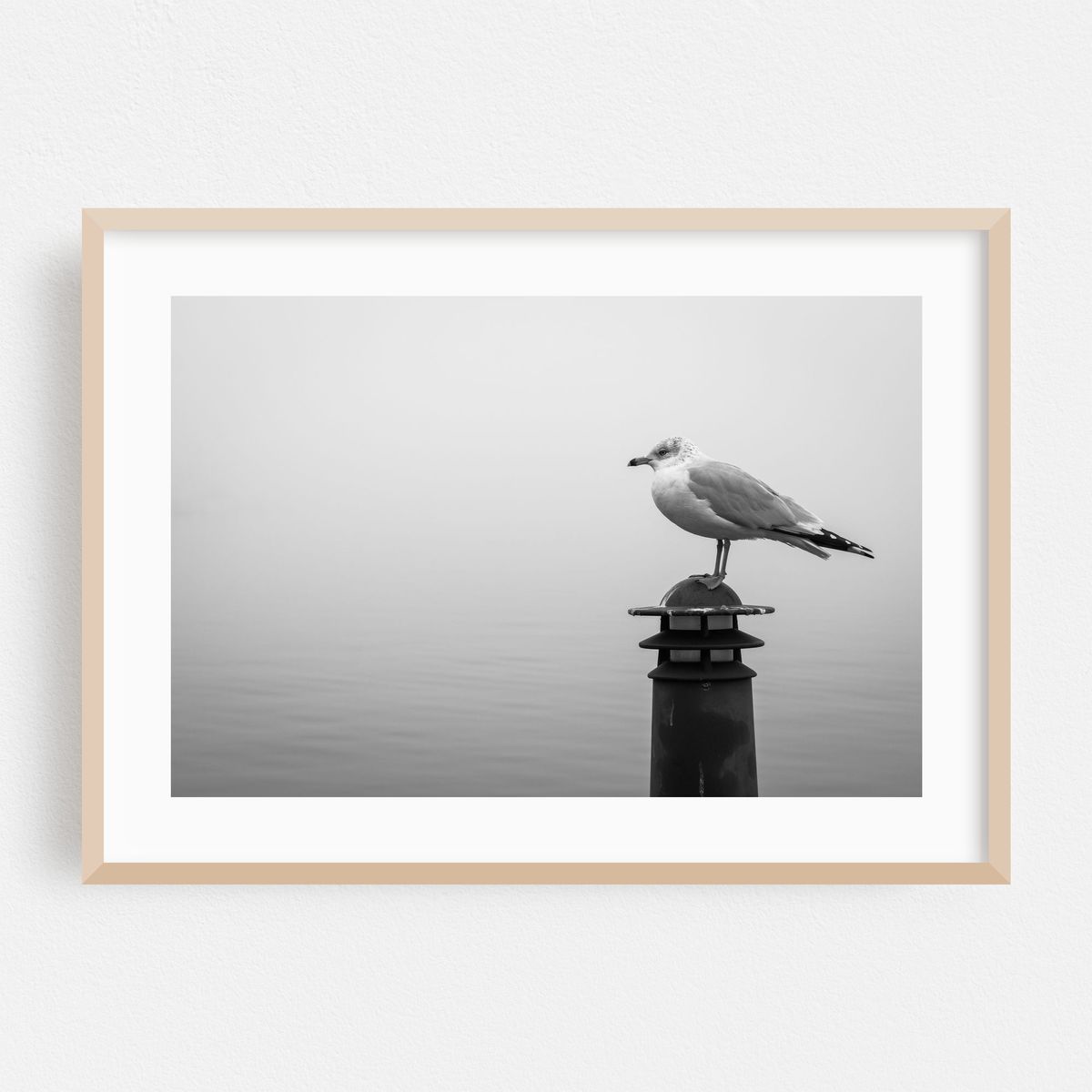 Fells Point Seagull B&W – image 1 of 6