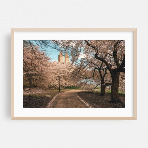 Cherry Blossoms, Central Park 03