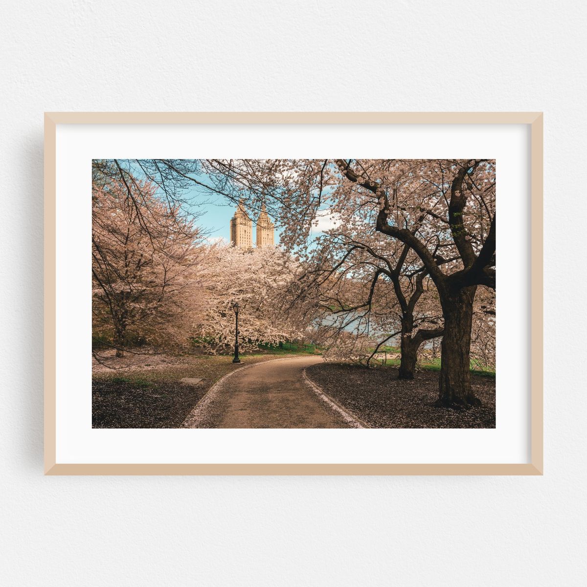 Cherry Blossoms, Central Park 03 – image 1 of 6