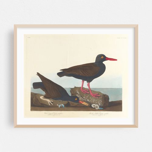 White-legged oyster-catcher. Slender-billed oyster-catcher (1827–1838)