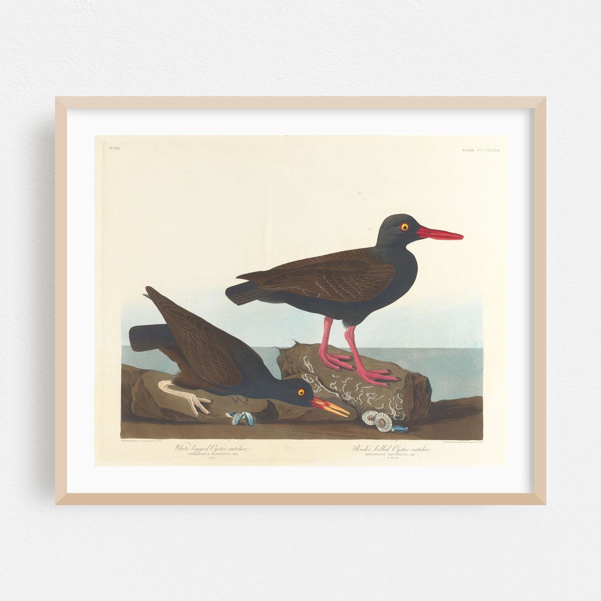 White-legged oyster-catcher. Slender-billed oyster-catcher (1827–1838) – image 1 of 5
