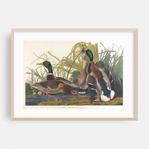 Mallard duck (1827–1838)