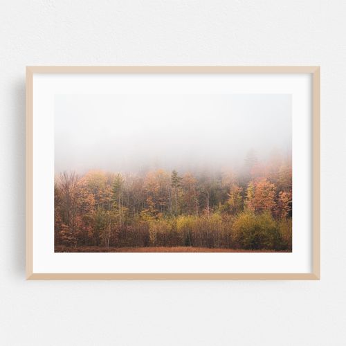 Foggy Autumn
