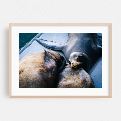 Sea Lions in Santa Cruz