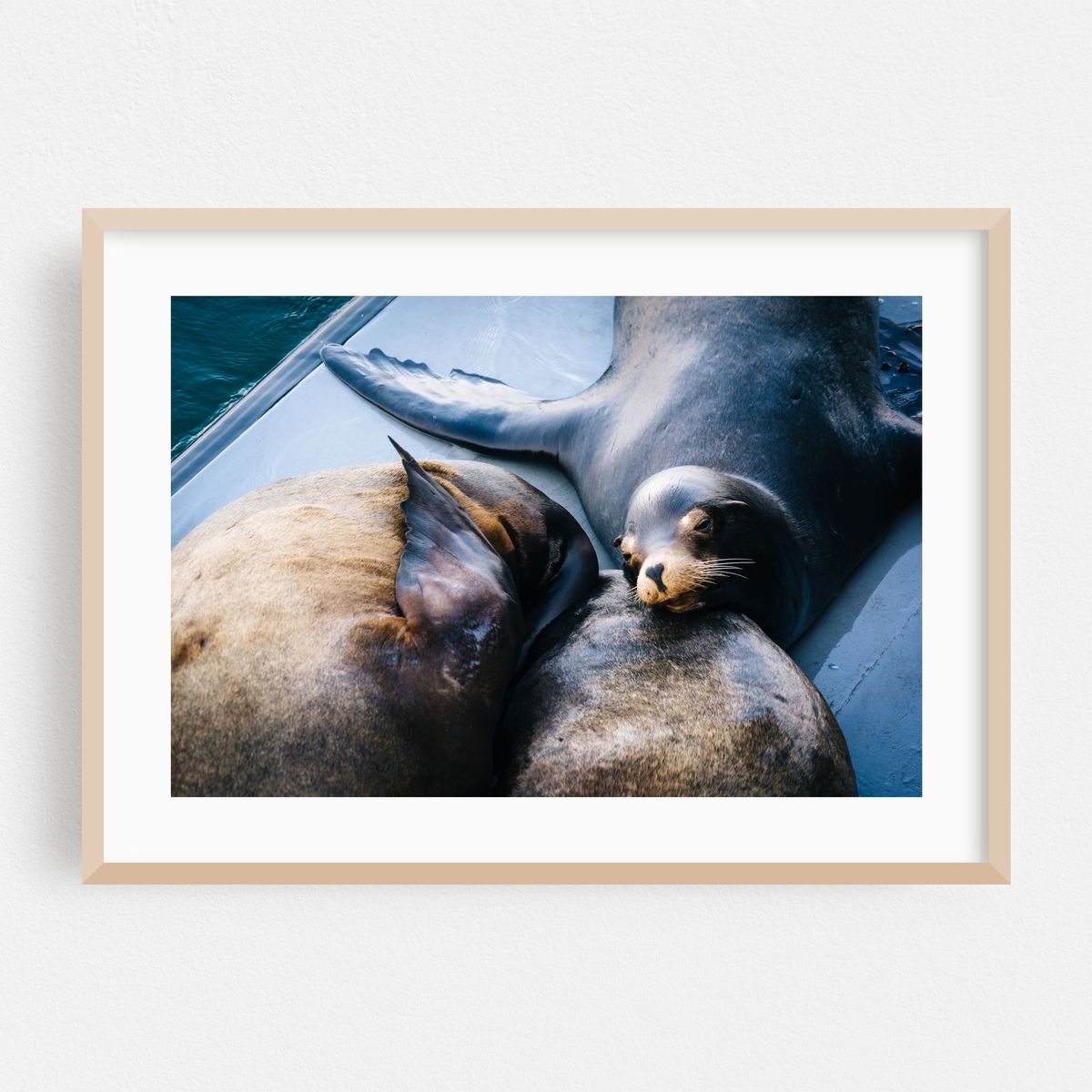 Sea Lions in Santa Cruz – image 1 of 6