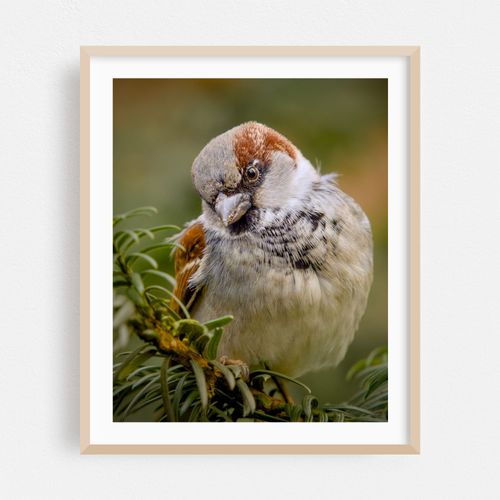 Serenity Sparrow 03