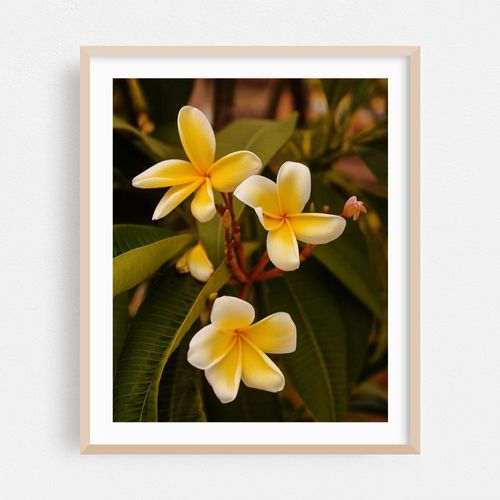 Plumerias
