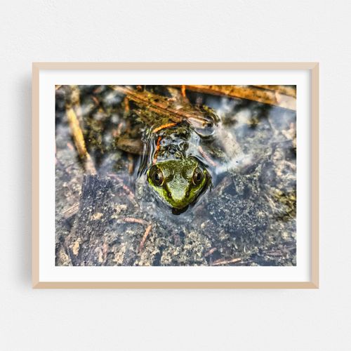 Frog in Puddle