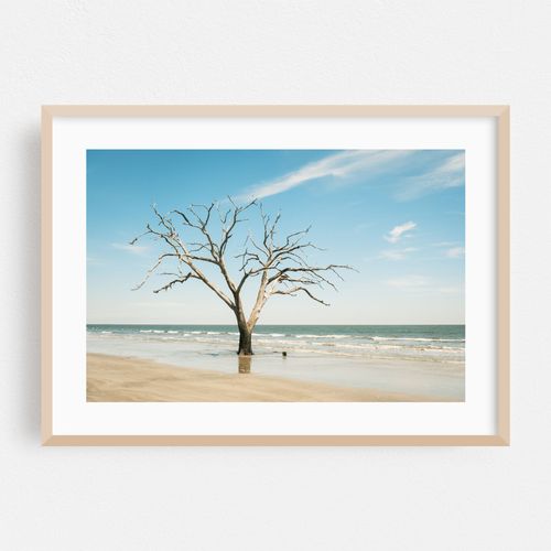 Driftwood Beach, Edisto Island