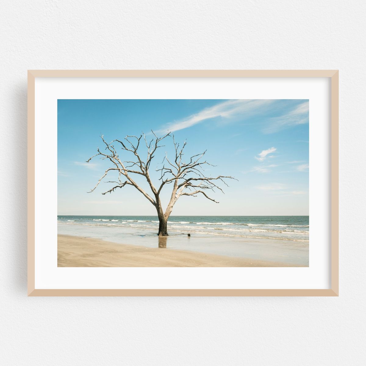 Driftwood Beach, Edisto Island – image 1 of 6