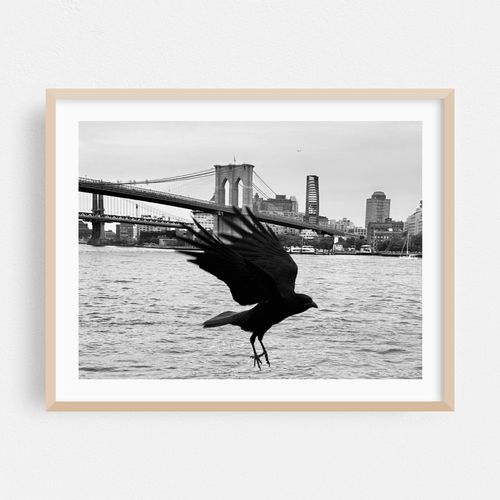 River Raven