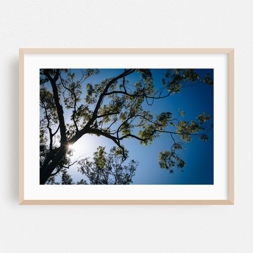 Franceschi Trees at Noon