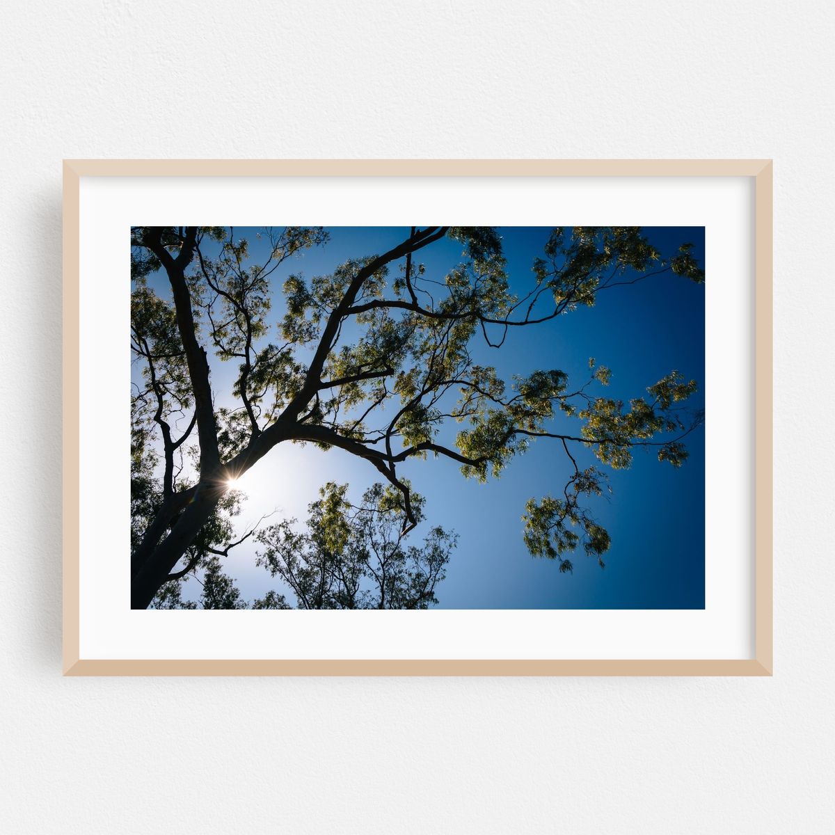 Franceschi Trees at Noon – image 1 of 6