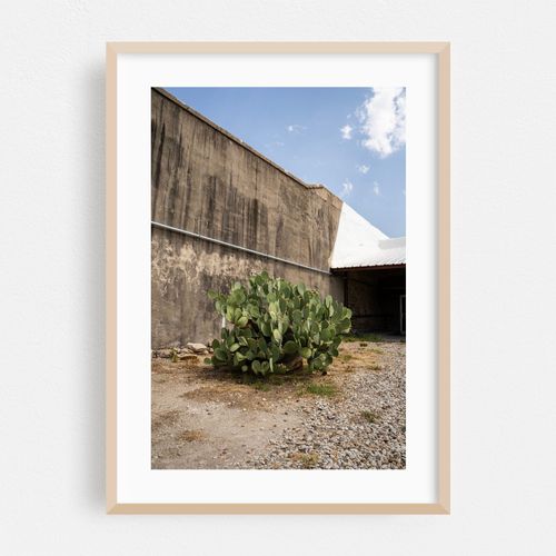 Prickly Pear Cactus - Weatherford, Texas