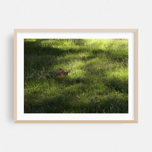 Hidden Fawn