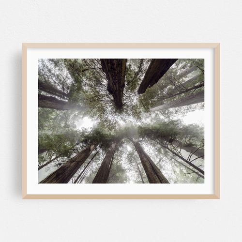 Towering Redwood trees