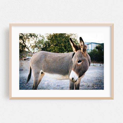 Donkey