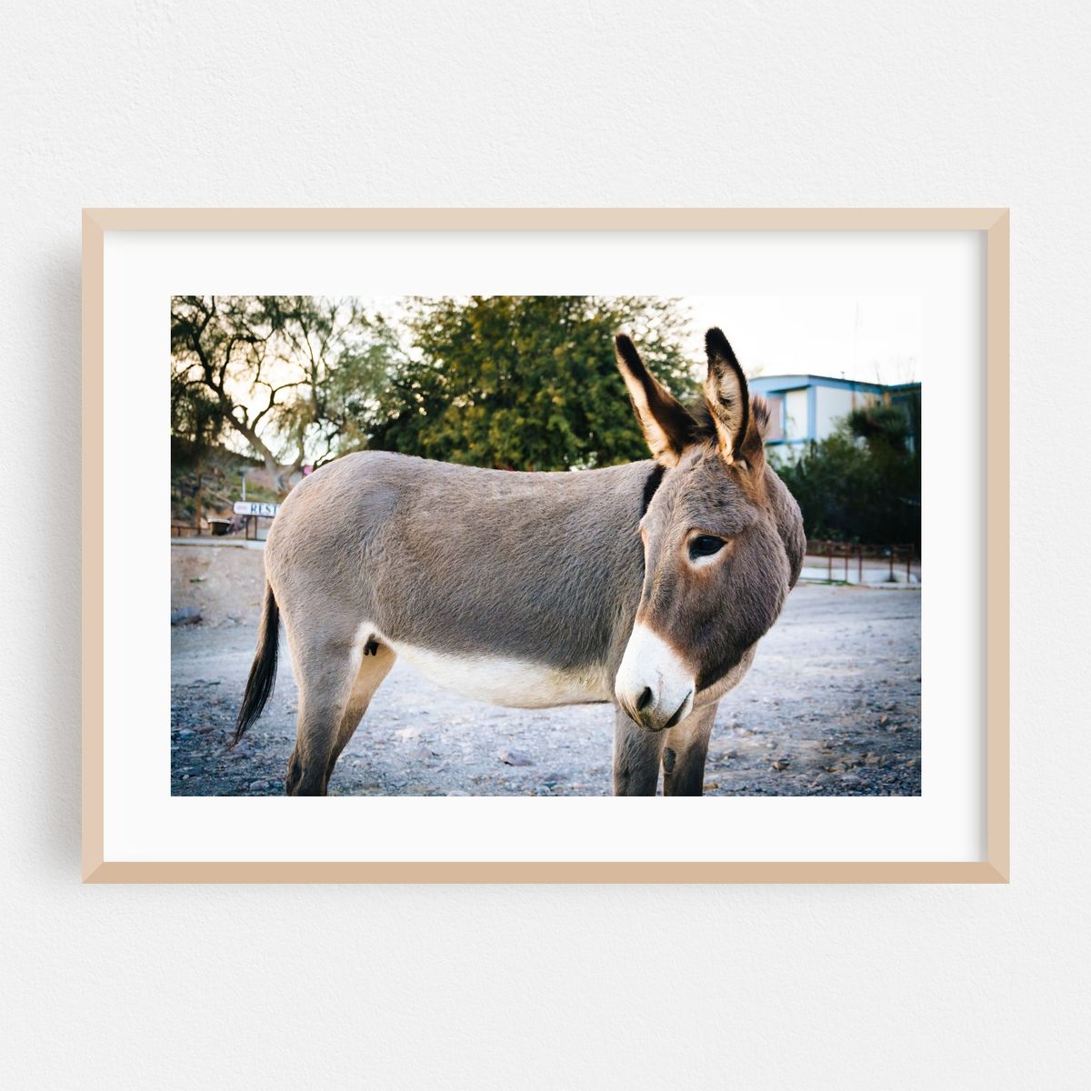 Donkey – image 1 of 6