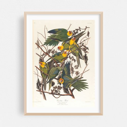 Carolina parrot (1827–1838)