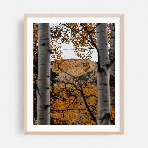 Between Two Aspens