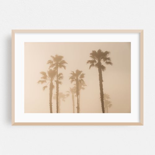 Palms in Laguna Beach 02