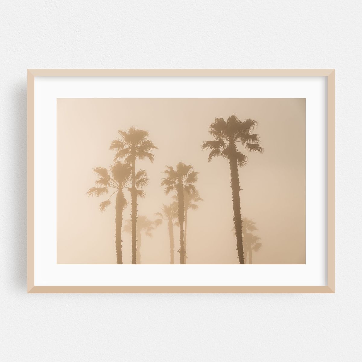 Palms in Laguna Beach 02 – image 1 of 6