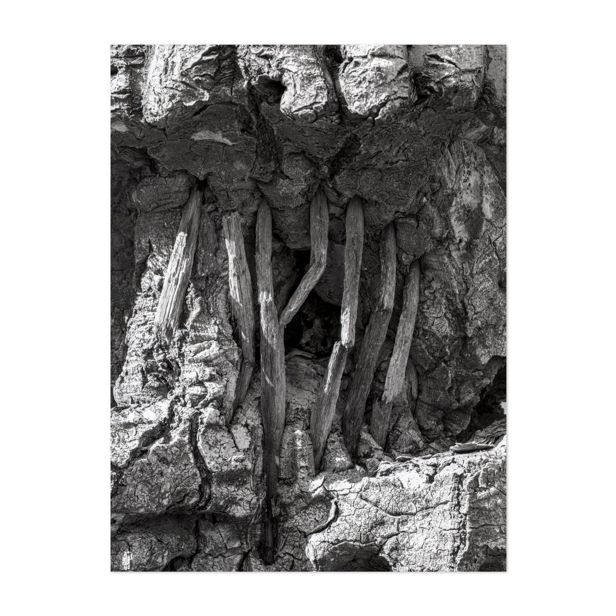 Death of a Keystone – image 1 of 2