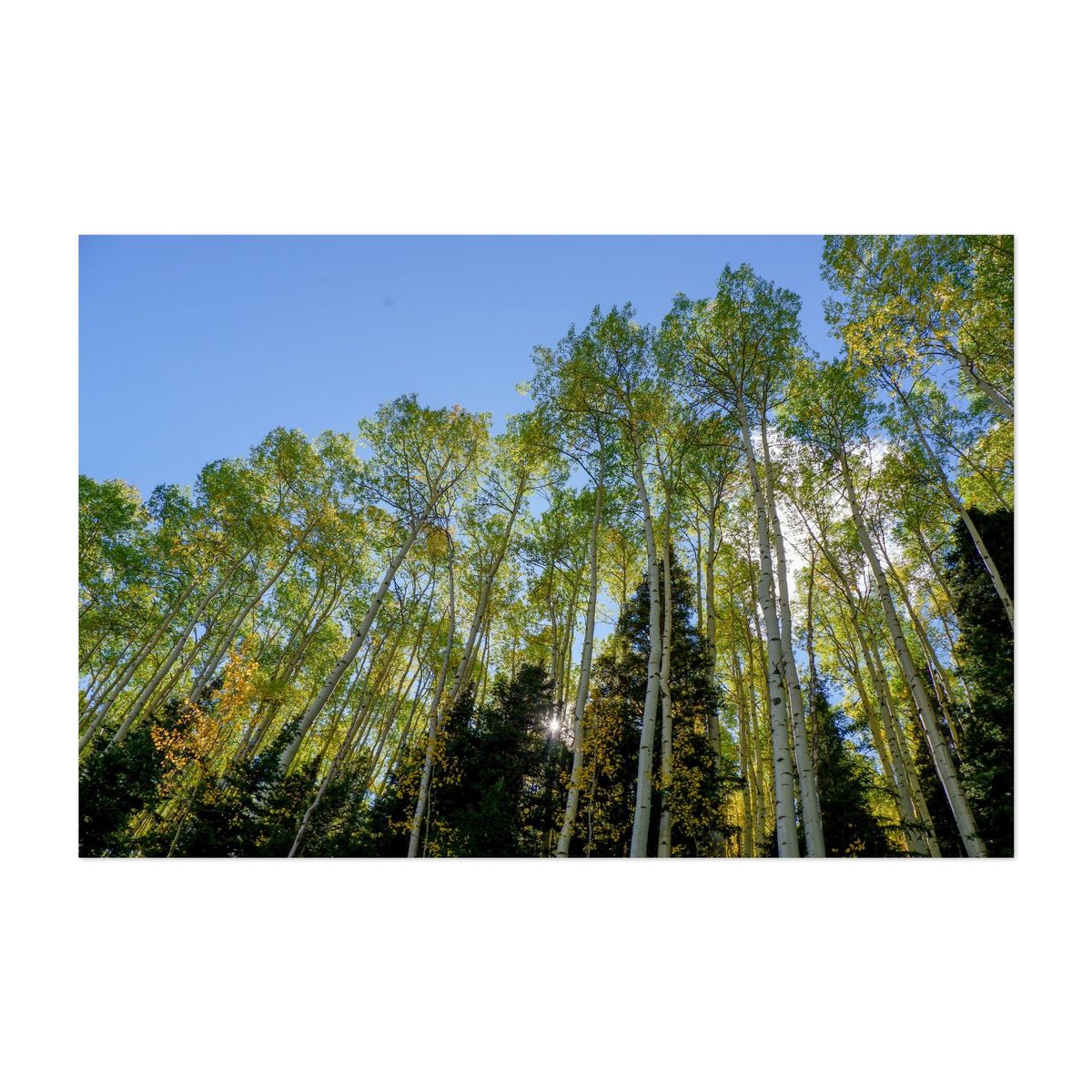 Aspen trees in Telluride – image 1 of 2