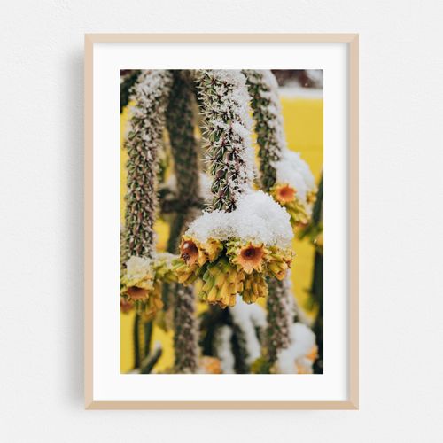 SNOW FALLING ON CACTI