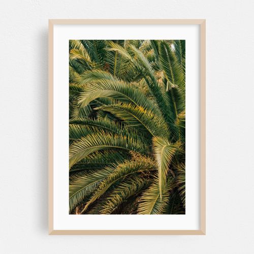 Barcelona Palms 02