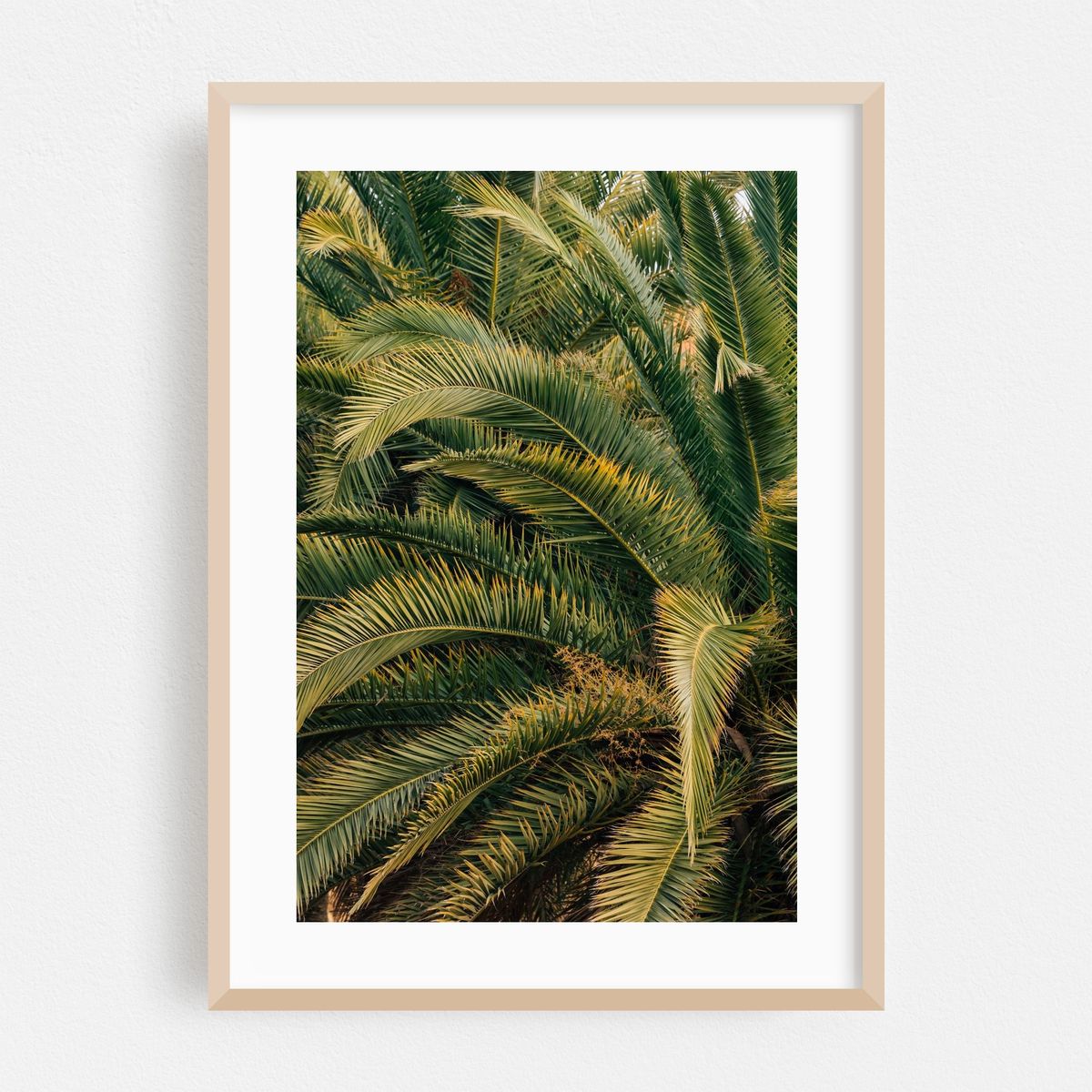Barcelona Palms 02 – image 1 of 16