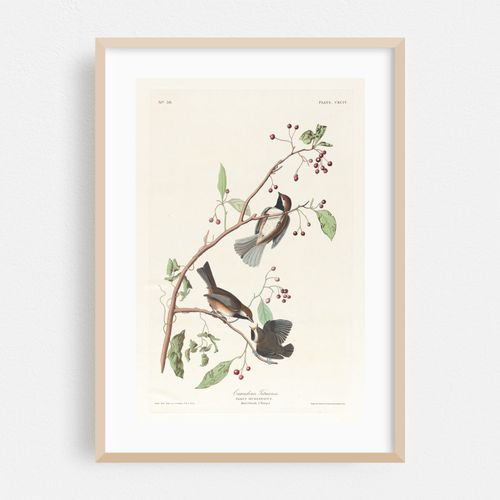 Canadian titmouse (1827–1838)