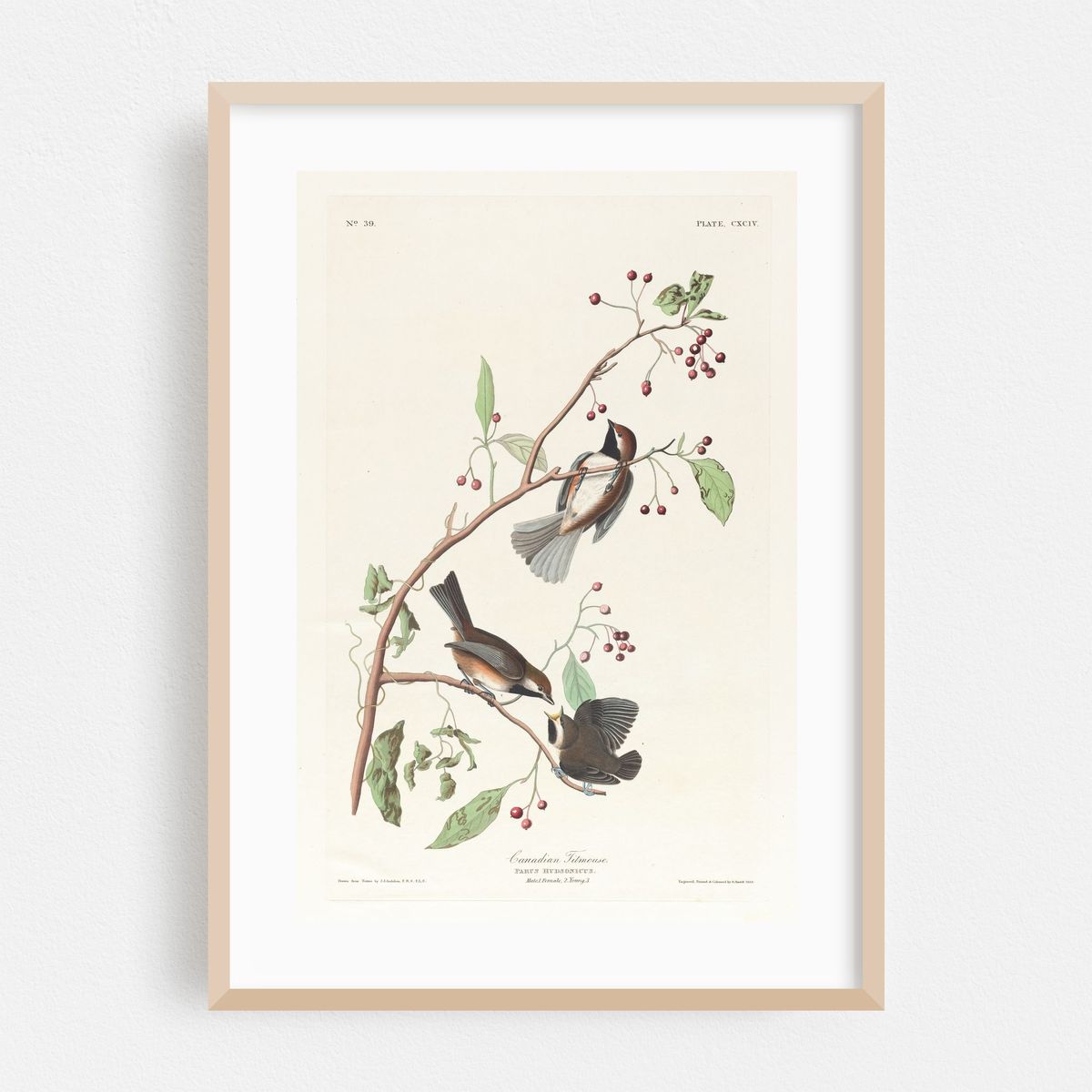Canadian titmouse (1827–1838) – image 1 of 16