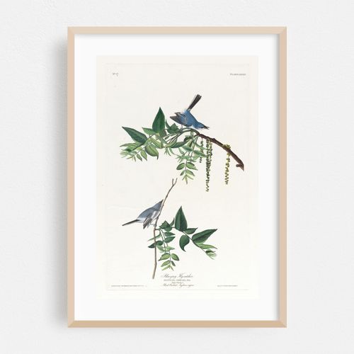 Blue-grey flycatcher (1827–1838)