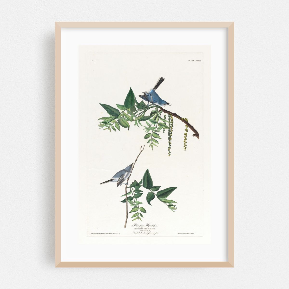 Blue-grey flycatcher (1827–1838) – image 1 of 16