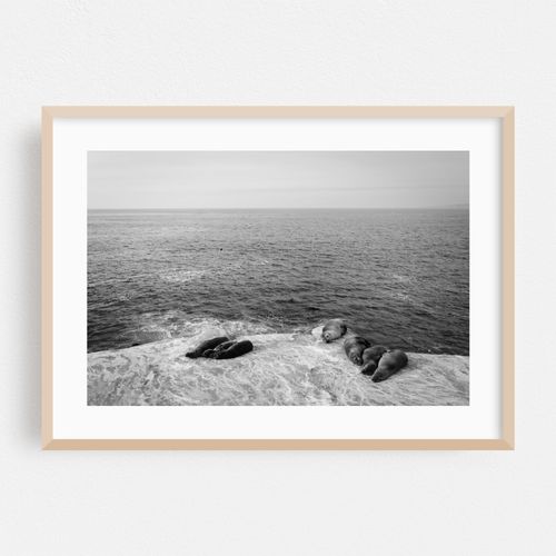 Sea Lions in La Jolla 02 B&W