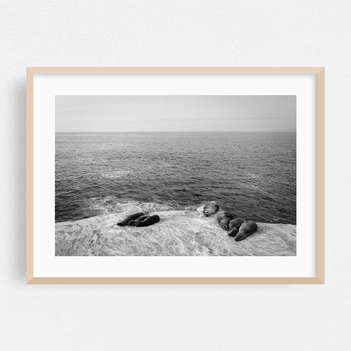 Sea Lions in La Jolla 02 B&W – image 1 of 6