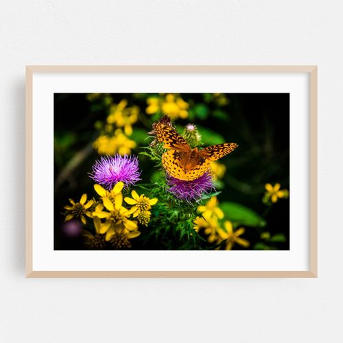 Great Spangled Fritillary Butterfly
