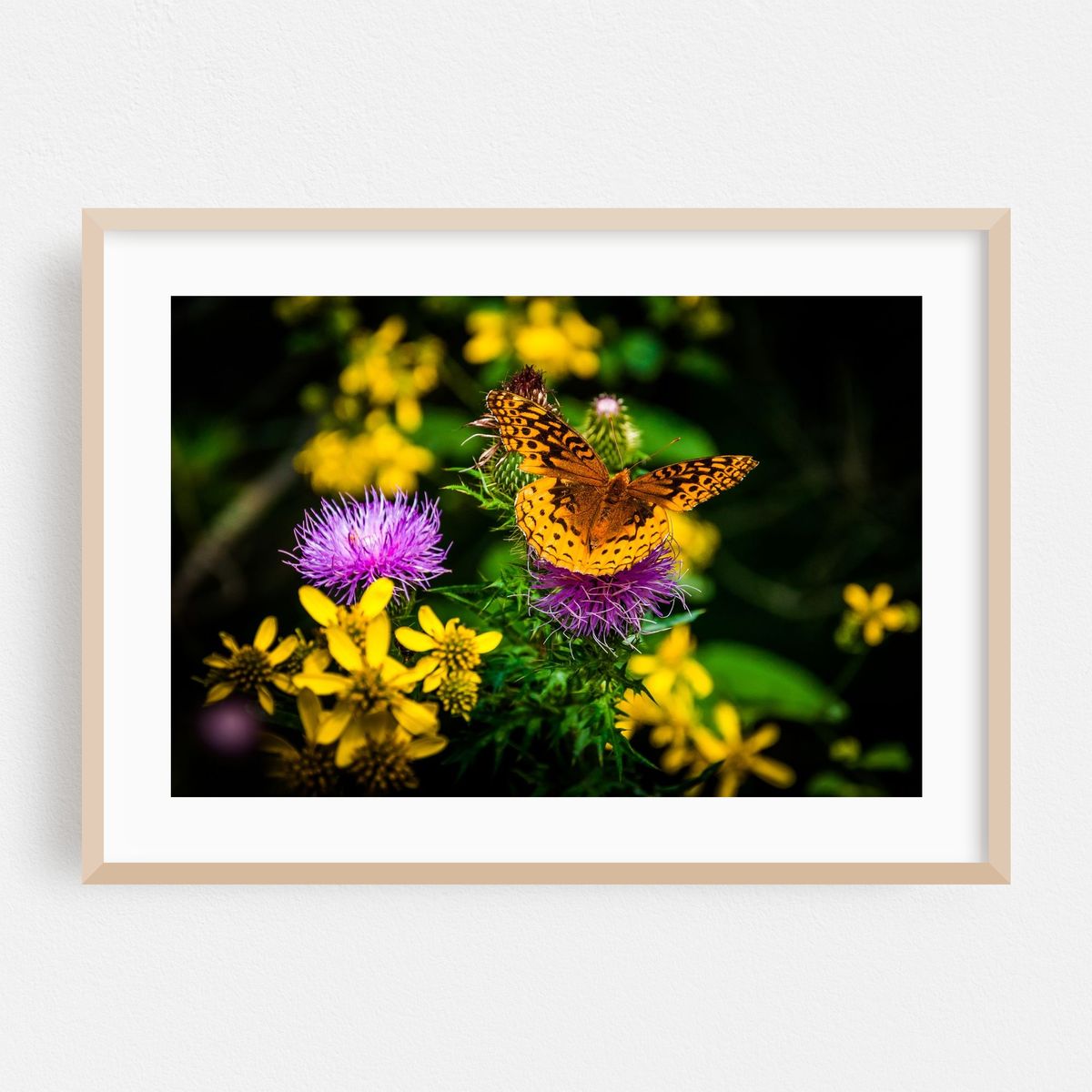 Great Spangled Fritillary Butterfly – image 1 of 6