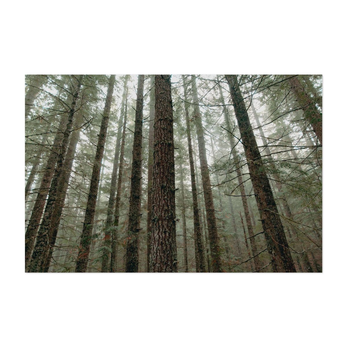 Mount Rainier 01 – image 1 of 2